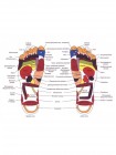 Рефлекторные массажные тапочки "Сила йоги" (Massage Slipper)
